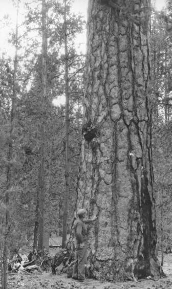 Ponderosa pine