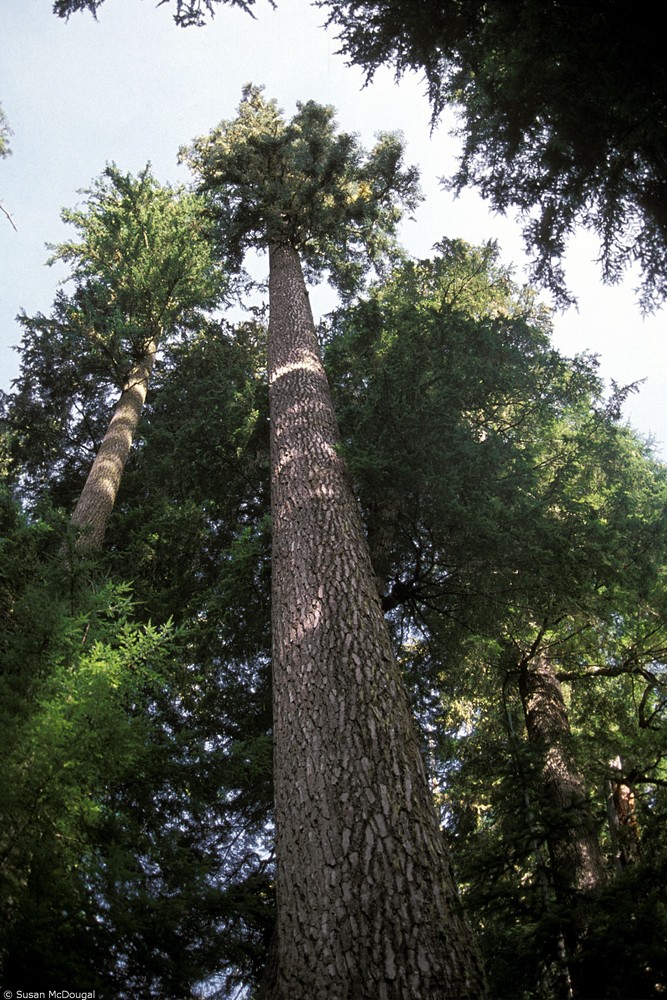 Noble fir
