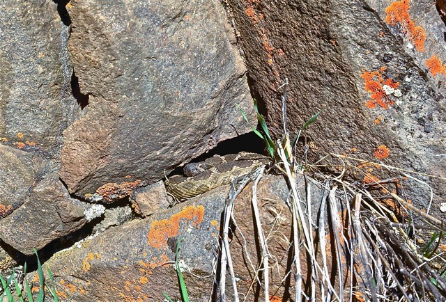 Northern Pacific Rattlesnake (Crotalus oreganus oreganus) emerging from its den on a warm April day.  Near Sisters, Central Oregon.