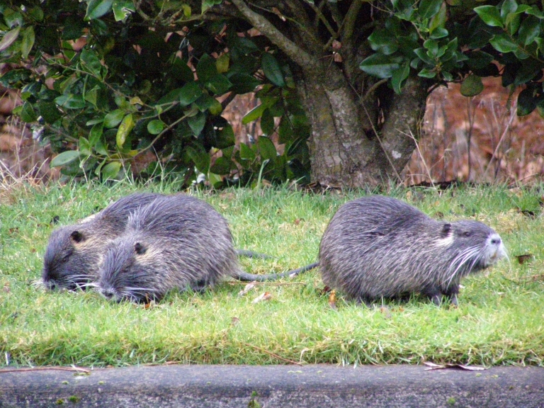 Nutria.