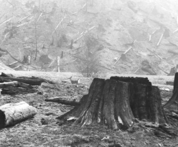 Deer in aftermath of Oxbow Fire, late Aug. 1966.
