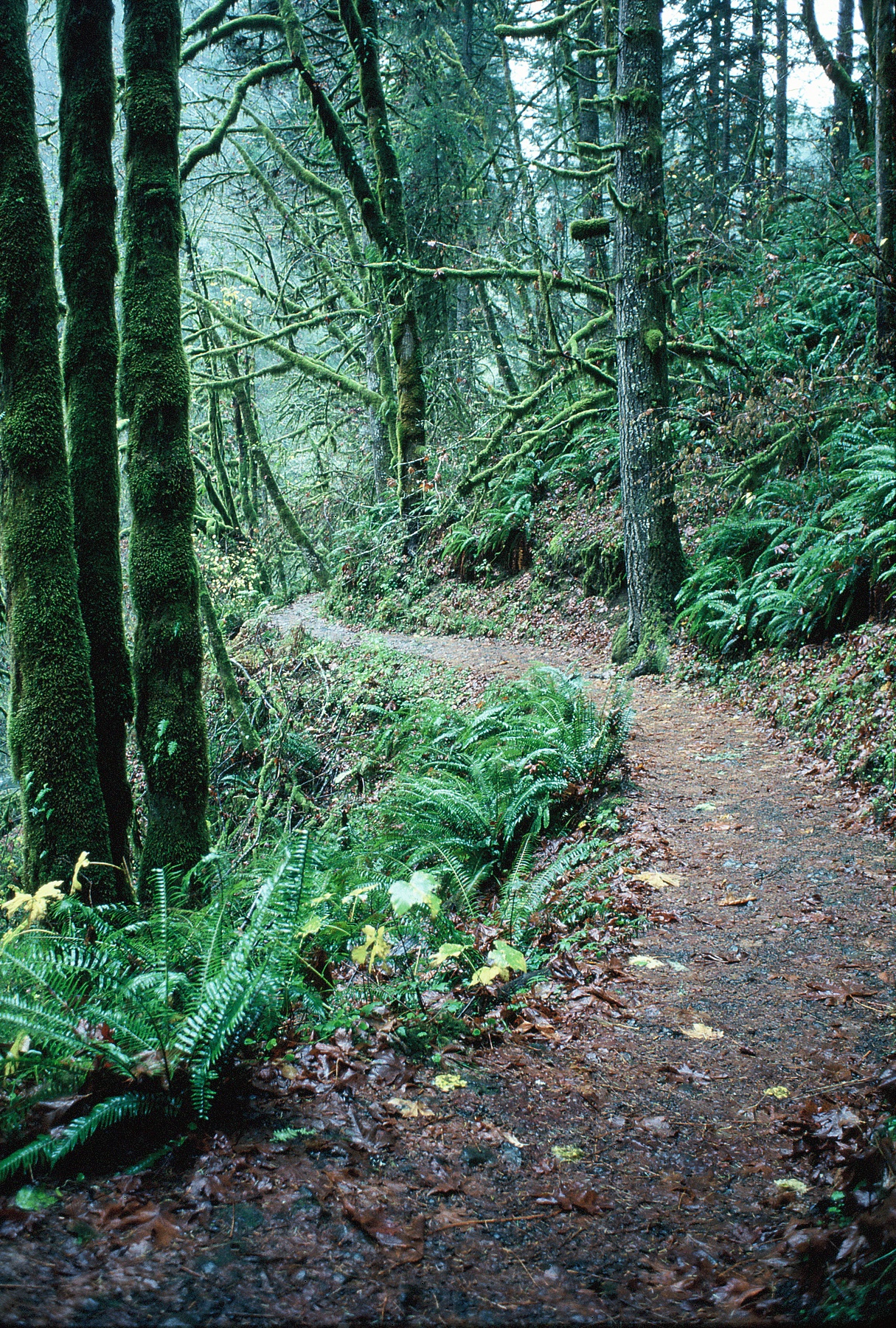 Tryon State Park