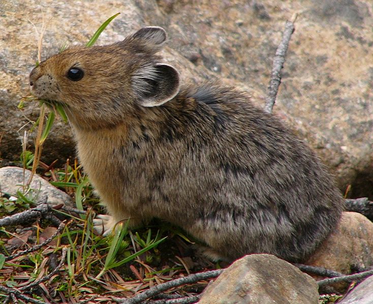 American Pika in Canadian Rocky Mountains.