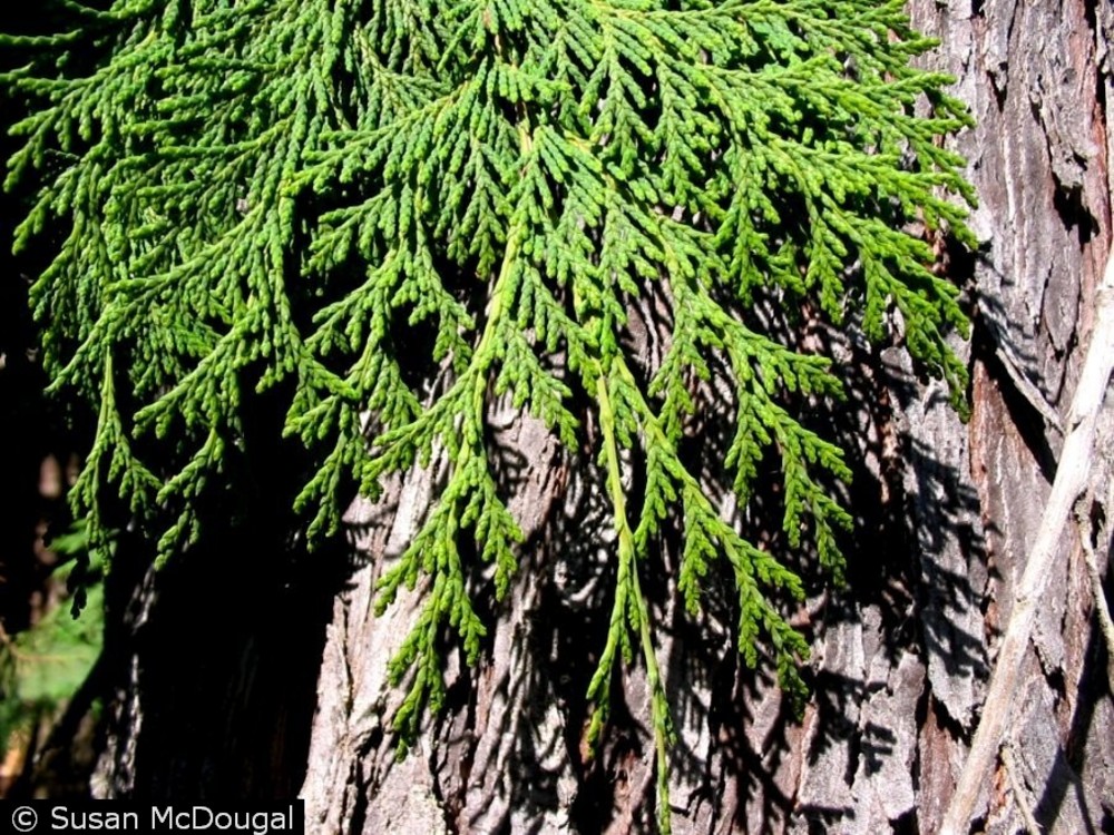 Port Orford Cedar