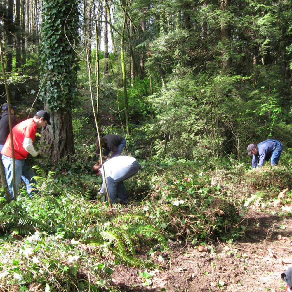 SOLV volunteers pull ivy from a park on Earth Day 2009.