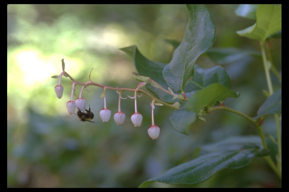 Salal