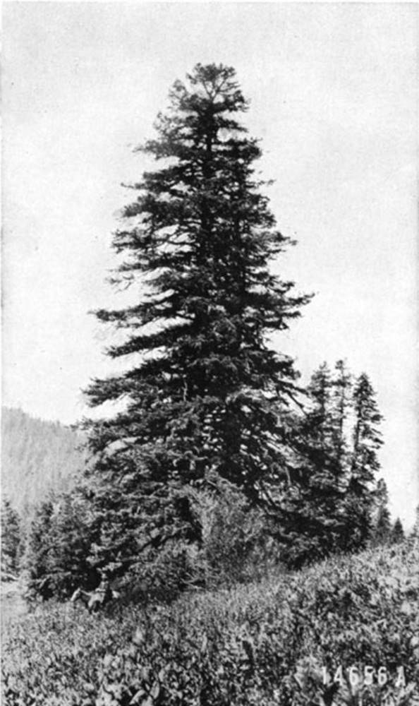 Shasta fir