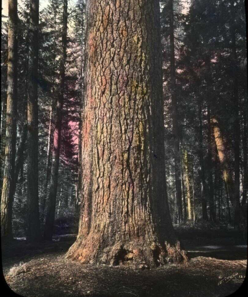 A sugar pine near Medford and Crater Lake National Park; hand-colored lantern slide