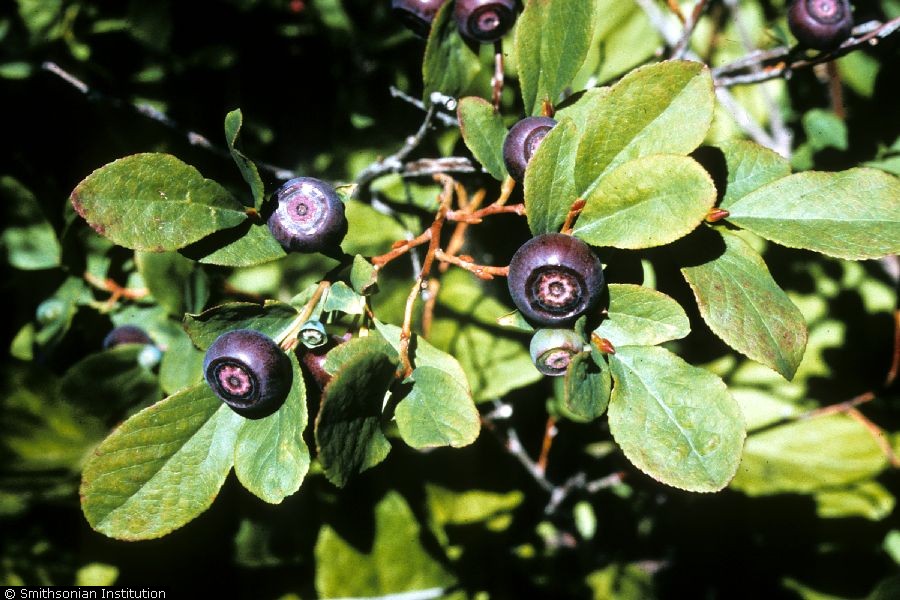 Thinleaf huckleberry (Vaccinium membranaceum Douglas ex Torr.).