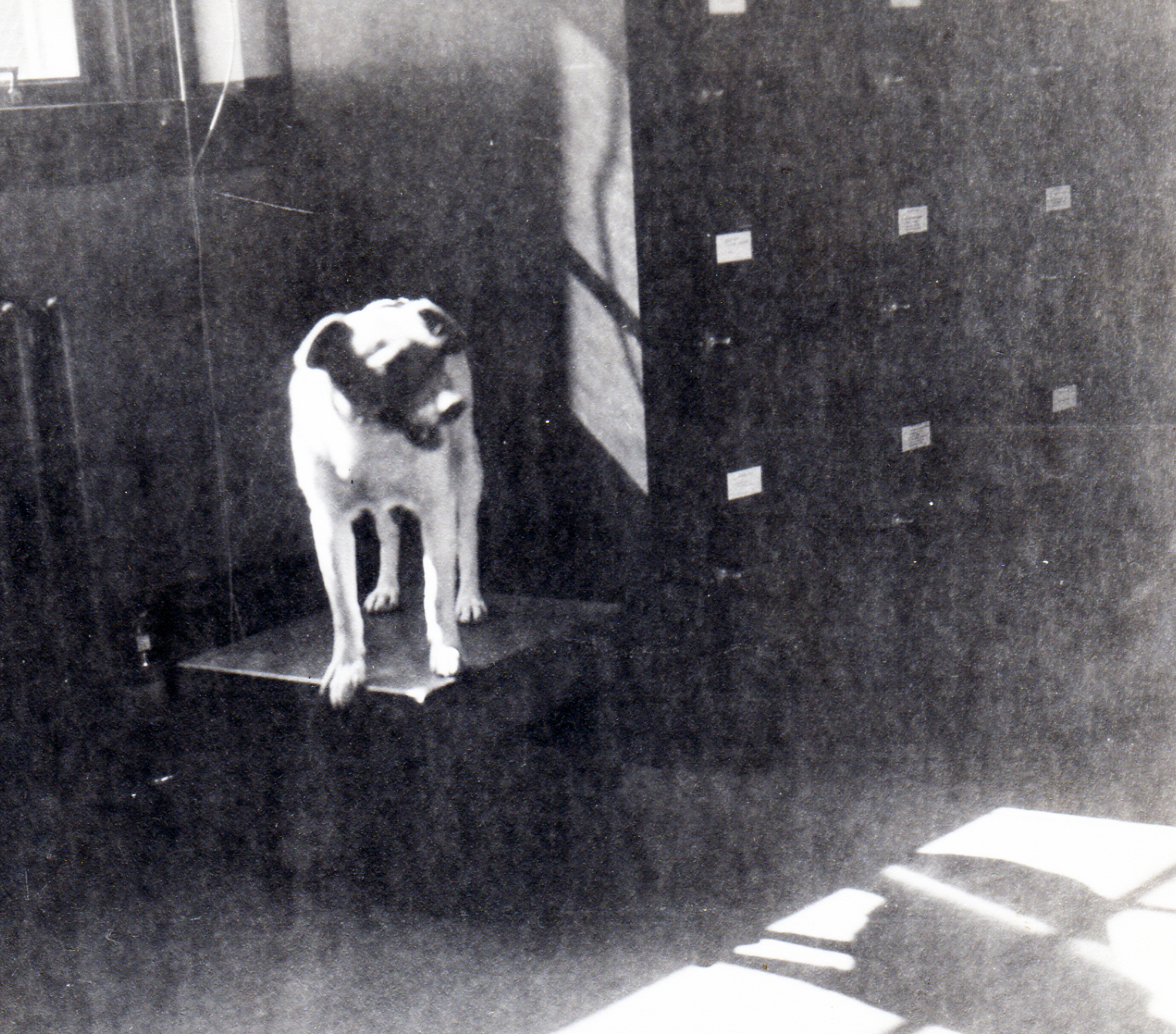 Two Bits inside Applegate Ranger Station, about 1943.