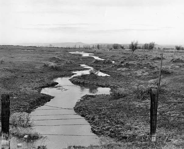 Swamp in West Extension, Umatilla Project, March 1947.