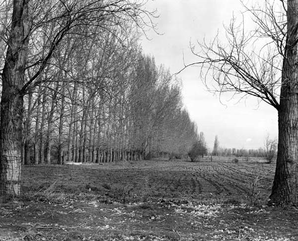 Typical Umatilla Project wind breaks, March 1947.