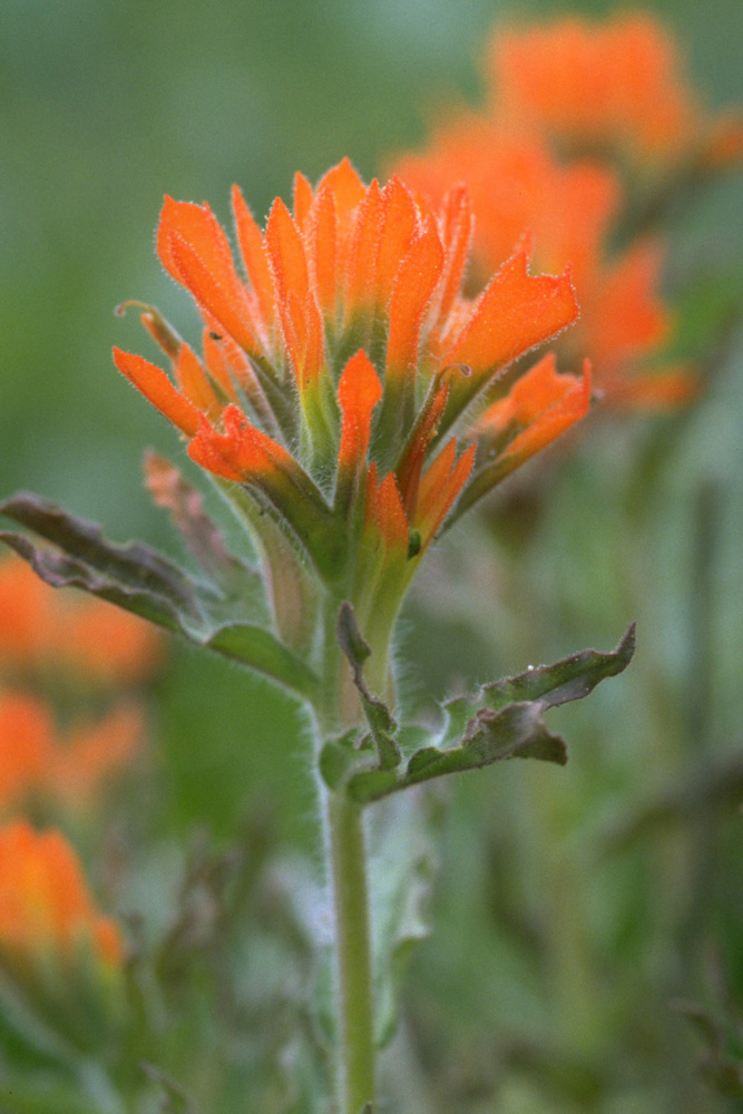Wavyleaf Indian paintbrush (Castilleja applegatei), named for Elmer Applegate.
