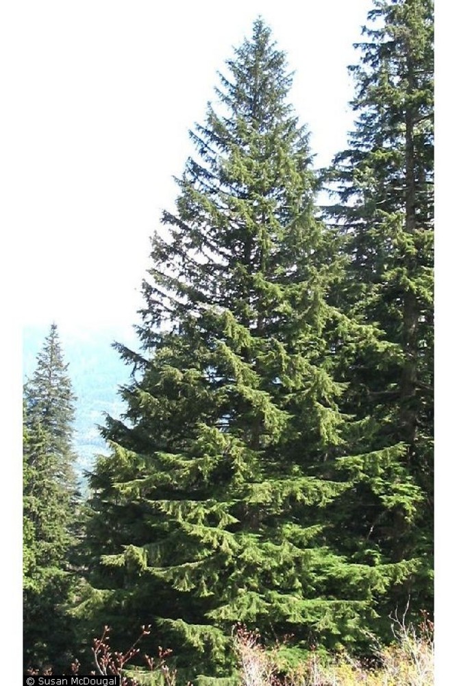 Western Hemlock.