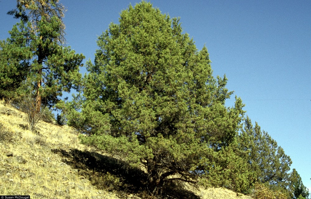 Western juniper (Juniperus occidentalis Hook. var. occidentalis).