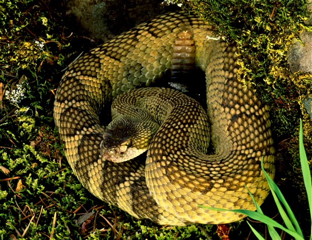 Northern Pacific Rattlesnake (Crotalus oreganus oreganus) basking in evening light at a den in the southern Willamette Valley.