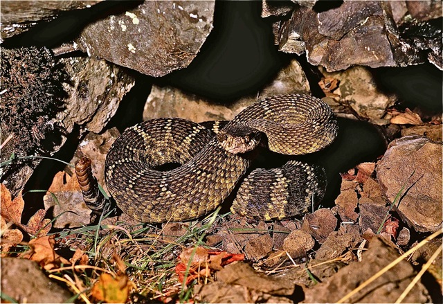 Northern Pacific Rattlesnake (Crotalus oreganus oreganus) at its den.  East of Salem in Marion County, Willamette Valley, Oregon.