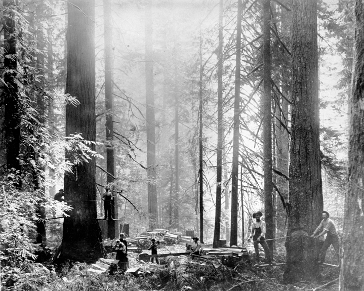 Before Forest Park was established, it was privately owned (and homesteaded) and logged.