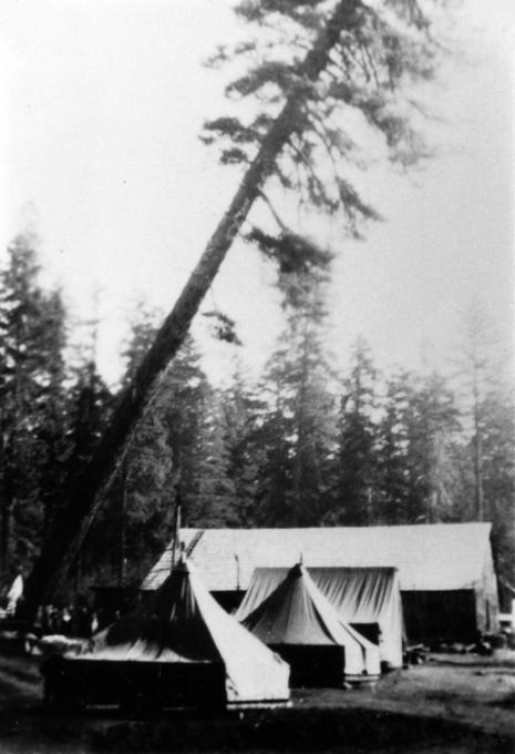 Residents of a CCC camp in the Suislaw Forest fell a sugar pine.