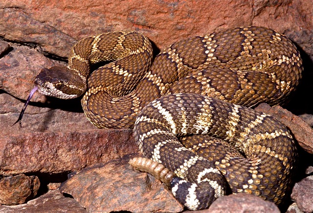 Rattlesnakes in Oregon