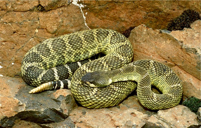 Northern Pacific Rattlesnake (Crotalus oreganus oreganus) found in the Sheep Rock Unit of John Day Fossil Beds National Monument in eastern Oregon.