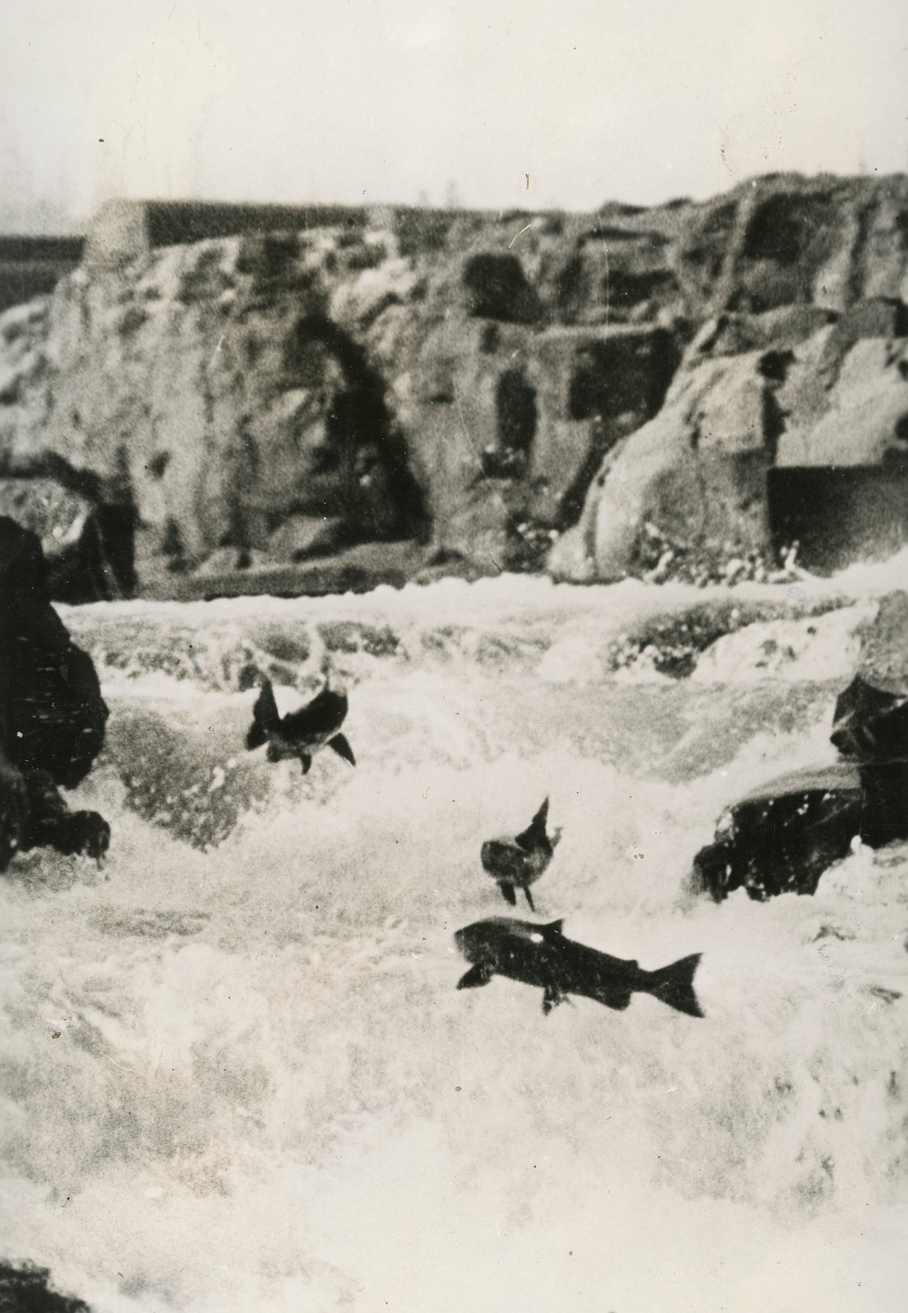Salmon (essay)