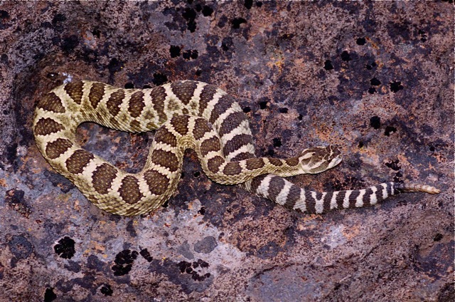 Typical intergrade between the Northern Pacific and Great Basin subspecies, showing mixed characteristics for both of these geographic variations of the Western Rattlesnake.  Found in the Bear Creek drainage, near Brothers in Central Oregon.