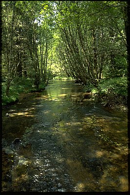 Alsea River