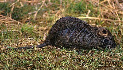 Nutria
