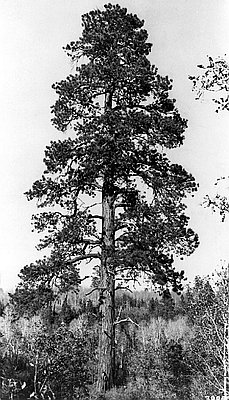 Kinzua (town)