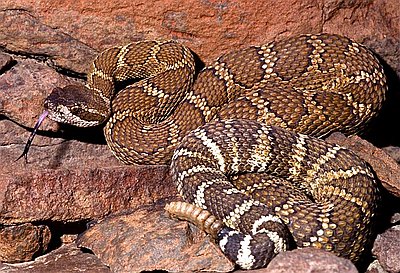 Rattlesnakes in Oregon