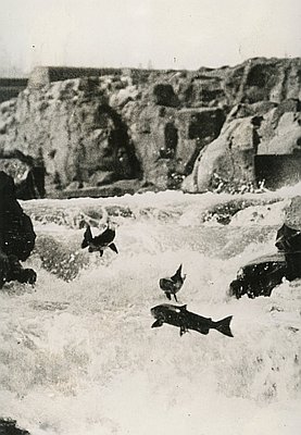Salmon (essay)