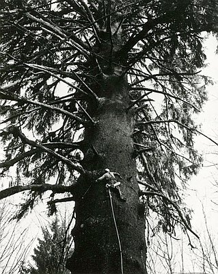 Timber Industry (essay)