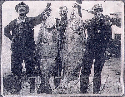 June Hogs (salmon)