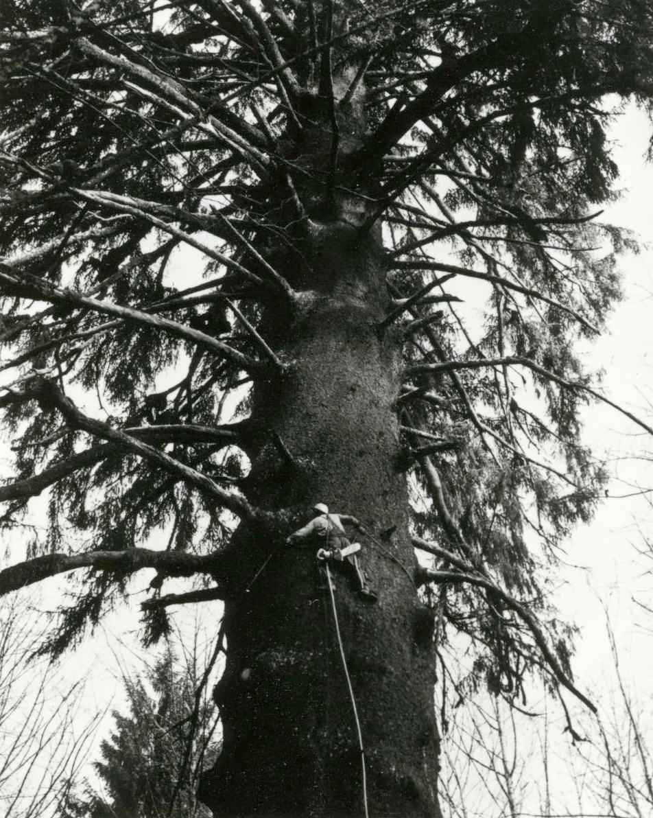 Timber Industry (essay)